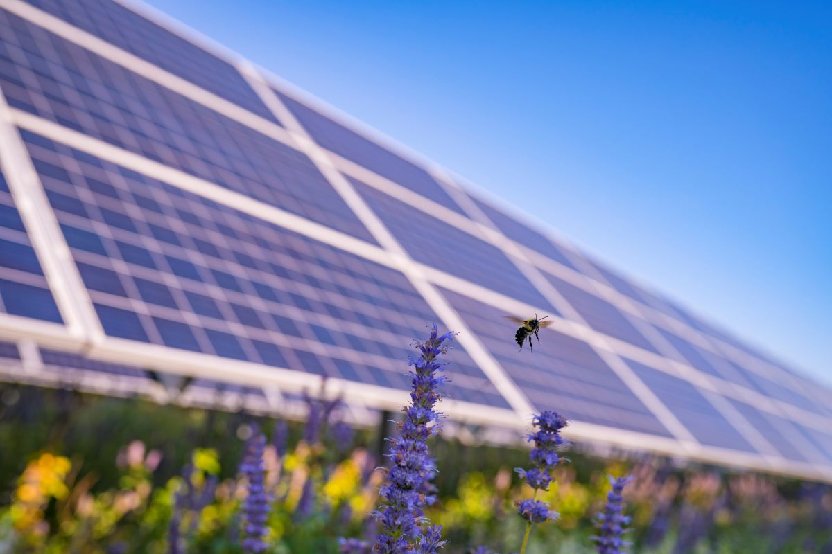 Italy&rsquo;s &lsquo;illogical&rsquo; agricultural solar ban contains &lsquo;contradictions&rsquo;, lawyer says